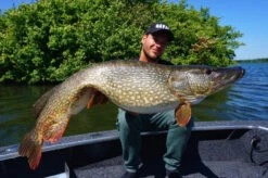 Savage Gear 4D Linethru Roach 25cm, 216g Sinking -Angeln Rabatt 72387r 2