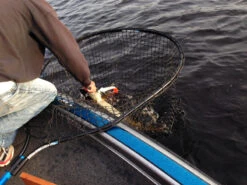 Drifter Tackle Predator Net 48 Black Handle 13 Drifter Tackle Predator Net 48 Black Handle -Angeln Rabatt PR40XXL BKr 6